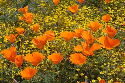 3. Poppies and goldfields near the Antelope Valley California Poppy Reserve, 4/2/05. © Lee Reeder