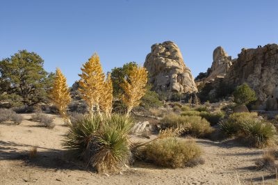 Giant Nolina in bloom with the rock walls of Hidden Valley surrounding. At top right you can see two climbers at the top of a wall.  © Lee Reeder
