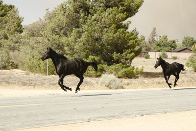 Both of these horses are fully airborne as they race with me away from the fire. © Lee Reeder