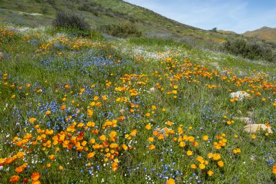 5. Poppies, baby blue eyes and popcorn flowers in Temescal Canyon near Lake Elsinore, 3/9/08. © Lee Reeder