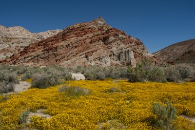 6. Goldfields in Hagen Canyon in the Mojave Desert (Red Rock Canyon State Park), 3/29/08. © Lee Reeder
