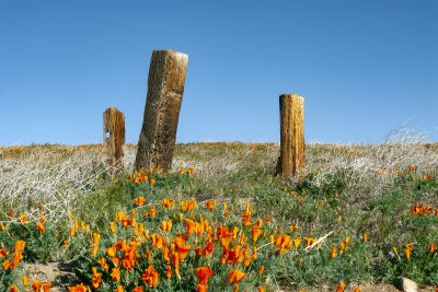 7. Near the Antelope Valley California Poppy Reserve, 3/29/08. © Lee Reeder