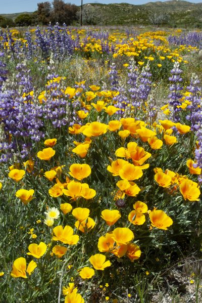 8. Poppies and grape soda lupine in Summit Valley, 5/7/10. © Lee Reeder