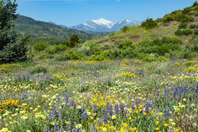 15. Grape soda lupine, poppies, goldfields, and oxeye daisies in Summit Valley with Mt. San Antonio (aka, Mt. Baldy) in the background. 05/15/2010. © Lee Reeder
