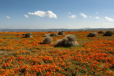 2. Near the Antelope Valley California Poppy Reserve, 4/6/08. © Lee Reeder