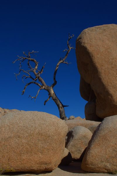 Rocks set off a burned Pinyon tree against the deep blue sky. © Lee Reeder