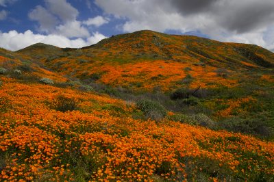 11. Poppies above Temescal Canyon near Lake Elsinore, 2/28/19. © Lee Reeder