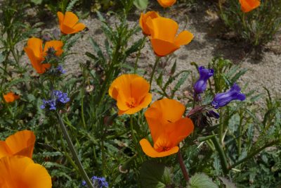 14. Poppies and California bells in Temescal Canyon near Lake Elsinore, 2/28/19. © Lee Reeder
